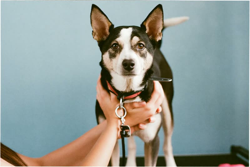 A dog standing calmly on a grooming table, steadied by hands