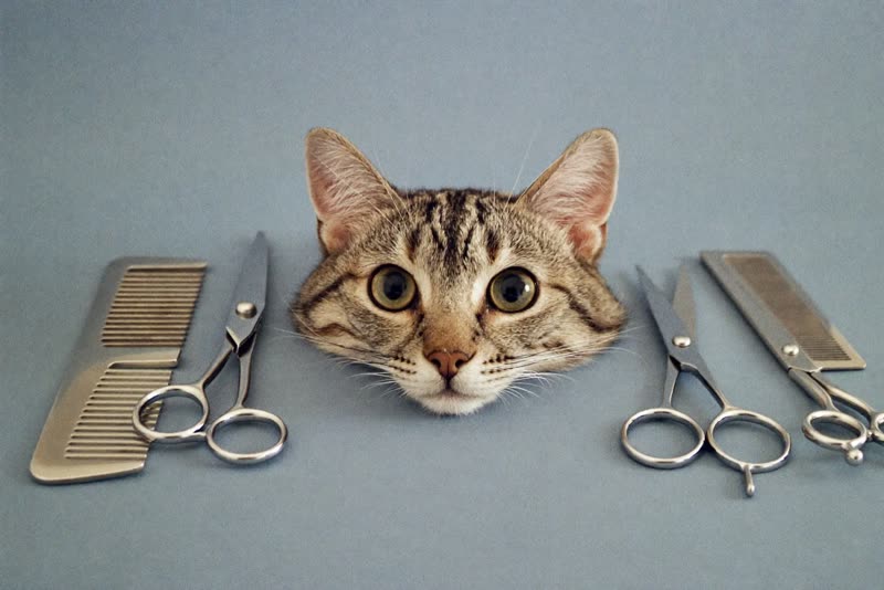 Grooming tools laid out on a plain pastel surface