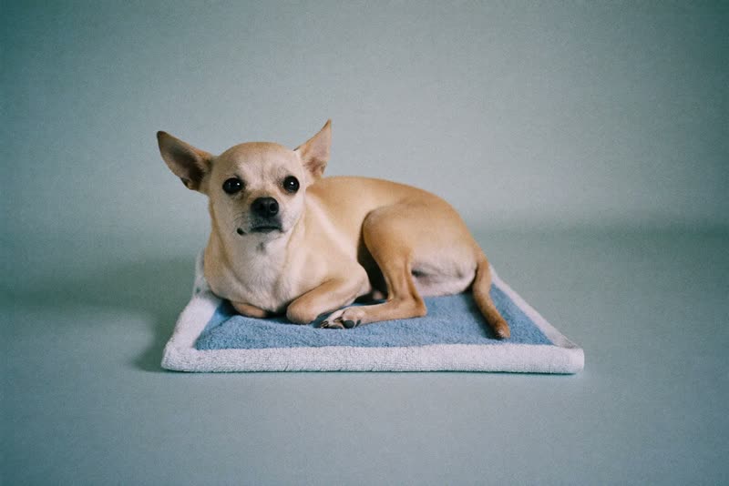 A small dog resting on a folded towel after grooming