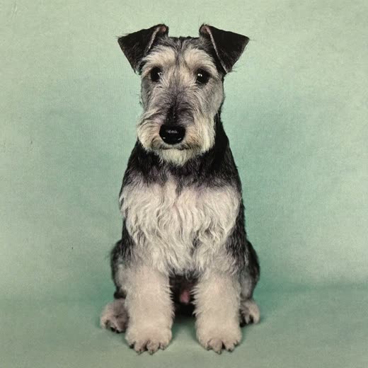 A freshly groomed terrier sitting against a plain pastel background