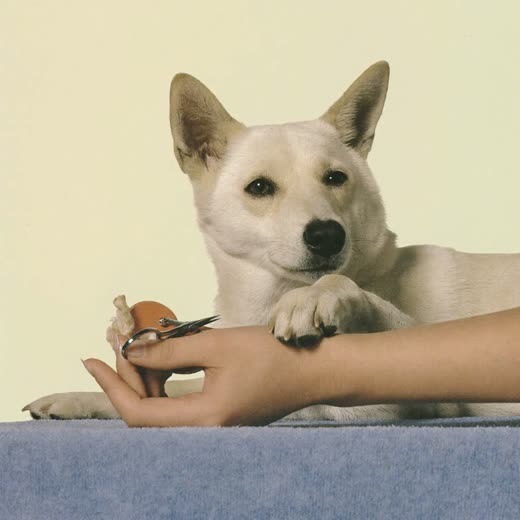A dog's paw having its nails clipped