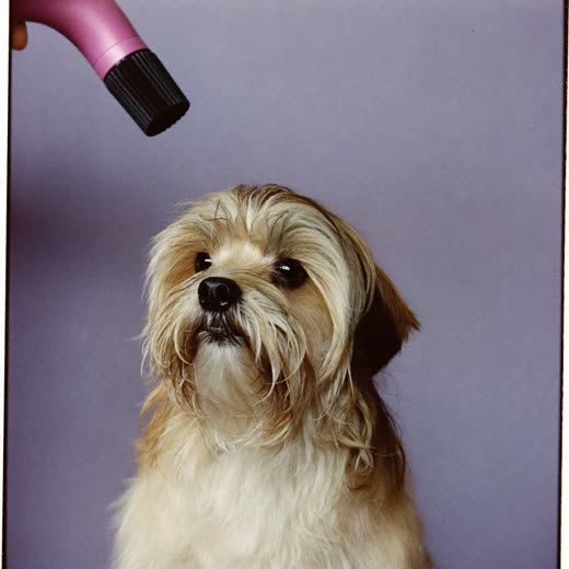 A small fluffy dog after a blow dry